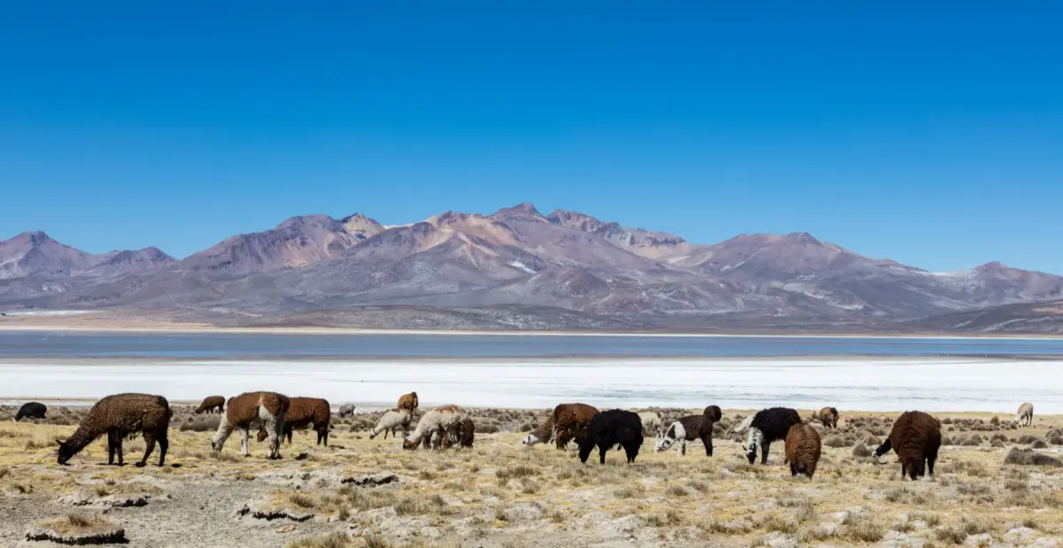 A Day Among Alpacas and More