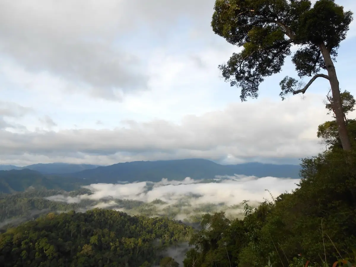 The Forest You Can Never See All at Once