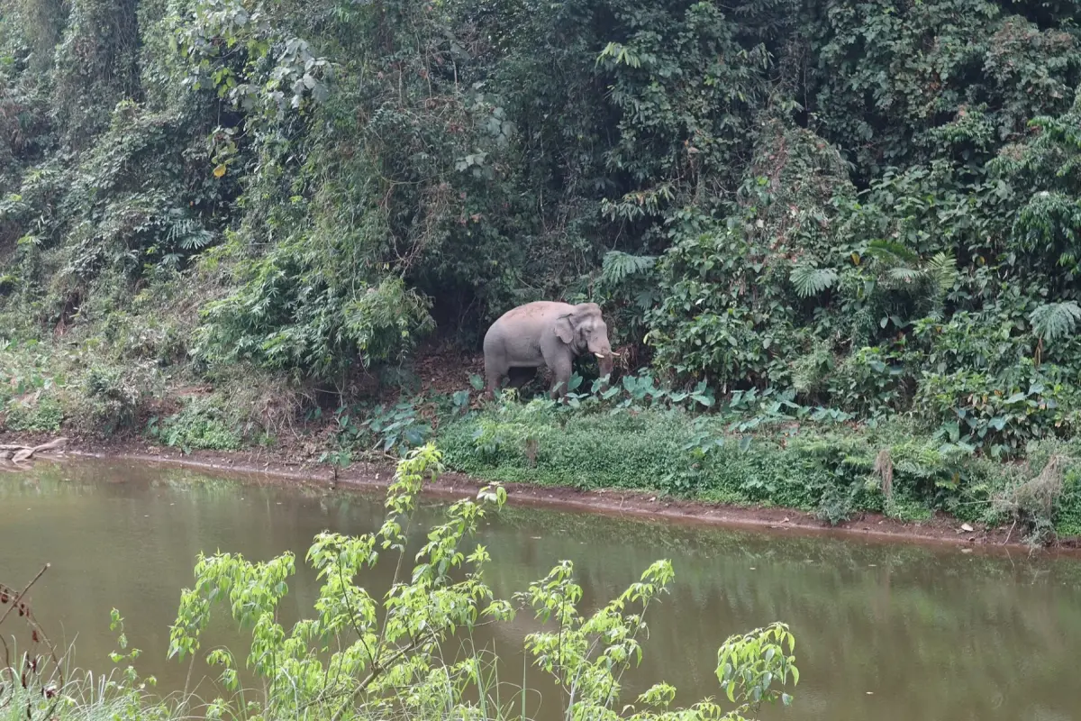 Can You See Wild Elephants Just Three Hours from Bangkok?