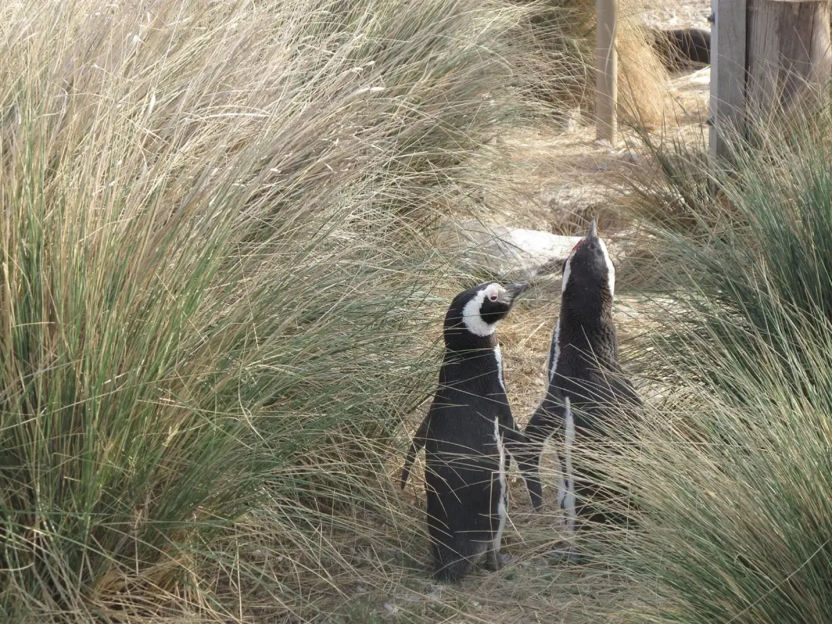 The Penguins’ Shore