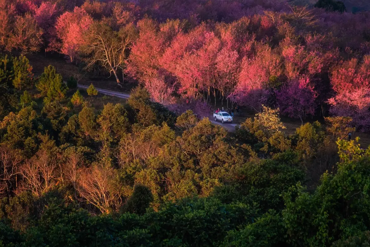 Thailand’s Pink North