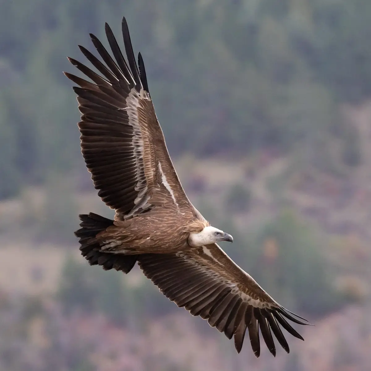 When to Visit Uvac to See Griffon Vultures